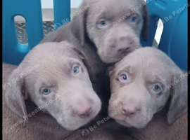 Beautiful Silver labrador pups for sale
