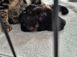 Tabby kittens available