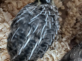 Baby quails