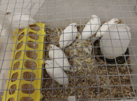 White buttons quails