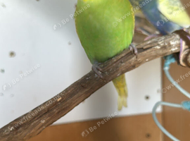 Lovely young  male budgie