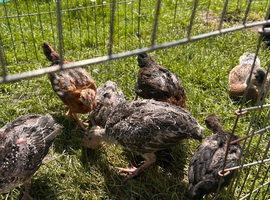 Turkey poults