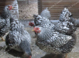 Silver Laced Wyandotte Bantam hens ( broody  or in lay)