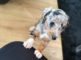 Stunning dachshund whippet mix