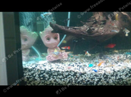 Guppies