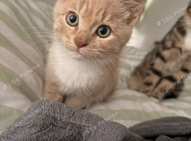 Beautiful kitten looking for a home