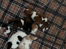 Jack russel puppies
