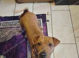 Shar pei / beagle mix breed female