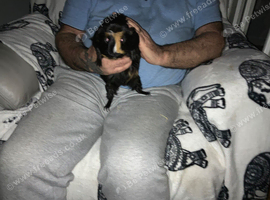 Guinea pigs for sale