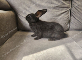 4 beautiful mixed breed rabbits see Description