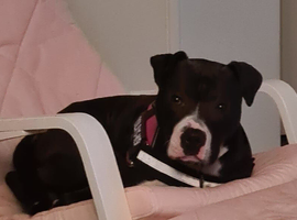 Behaviourist foster needed for a special dog