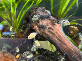 Blue Polar Cichlids Young