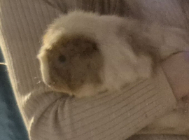 Looking for two male guinea pigs!