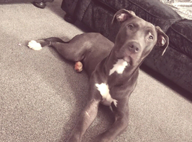 Cane Corso x American bull dog