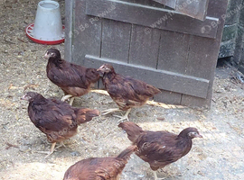 Rhode island red pullets