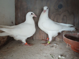 10 young white logan pigeons for sale