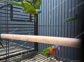 Hand Reared Stunning Rainbow Lorikeets