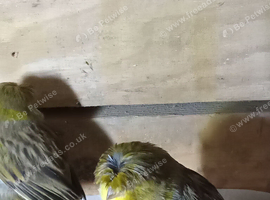 Canaries