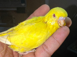 Baby available