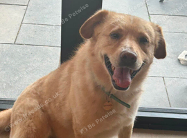 Forever home needed for Teddy