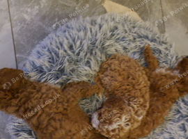 Toy f1b cavapoo puppies