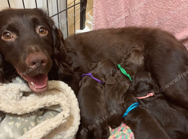 Working Cocker Spaniel puppy&rsquo;s