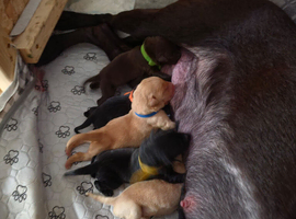 Adorable labs