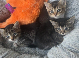 Kittens ready to leave now