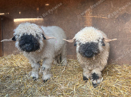 Valais black nose rams
