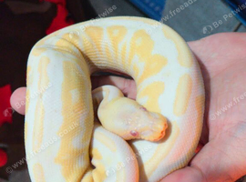 Albino Royal + Full enclosure