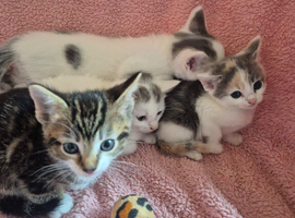 Last two gorgeous male kittens