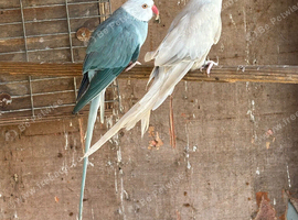 Beautiful pair ringnecks