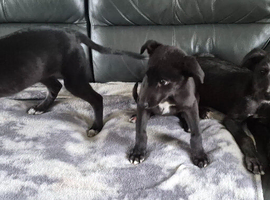 Bull Lurcher