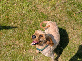 Cockapoo