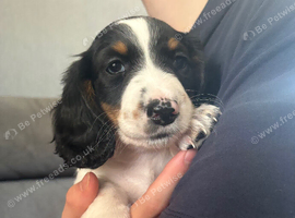 Miniature Dachshund