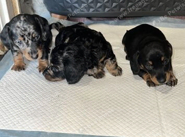 2 dachunds