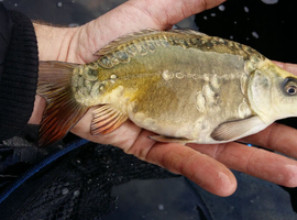 Pond clearances