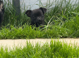 Chihuahua pups