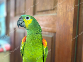 1 year old Blue Fronted Amazon