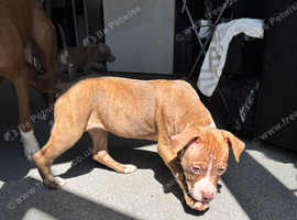 Girl staffy puppy
