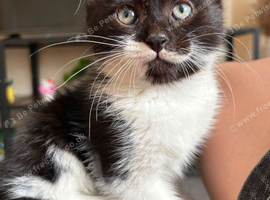 Black and White Fluffy Male Kitten