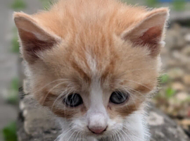 Male kitten