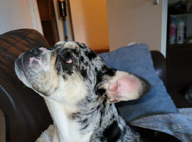 English bulldog/french bulldog