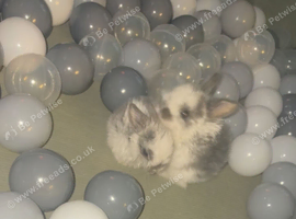 2 Baby French Lop Rabbits &ndash; 4&frac12; Weeks Old &ndash; Ready to Reserve