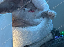 Persian cross kittens