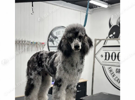 Merl miniature poodle boy