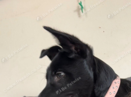3month German shepherd/ Border collie mix