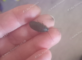 Baby Madagascan hissing cockroach"s