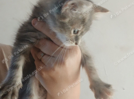 Maine coon cross girl