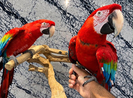 Friendly Super Tame Talking Greenwing Macaw Parrot,13